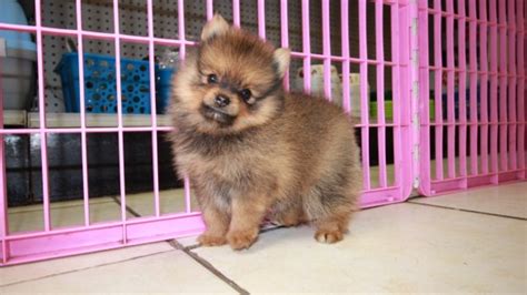 Puppies For Sale Local Breeders Sweet Pomeranian Puppies For Sale