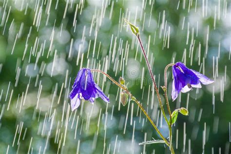 Beautiful Blue Flowers Bells In The Summer Rain Aquilegia Stock Photo