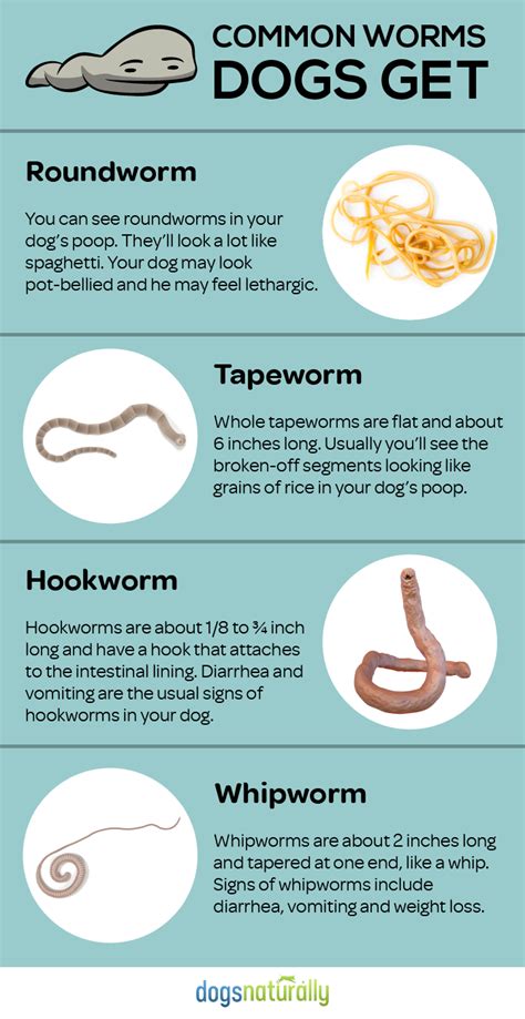 Cat heartworm is a preventable disease. 13 Everyday Foods To Get Rid Of Dog Worms (With images ...