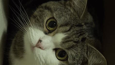 Staring Maru Maru The Cat Know Your Meme