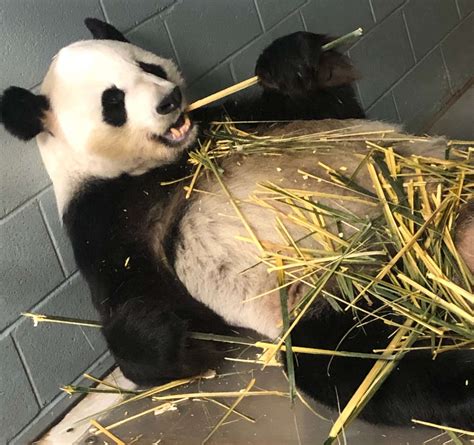 Panda Updates Monday August 5 Zoo Atlanta