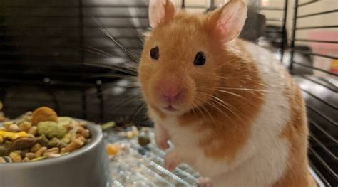What Can Hamsters Drink Besides Water Hamster Geek