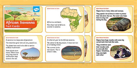 Ks1 African Savanna Fact Cards Teacher Made Twinkl