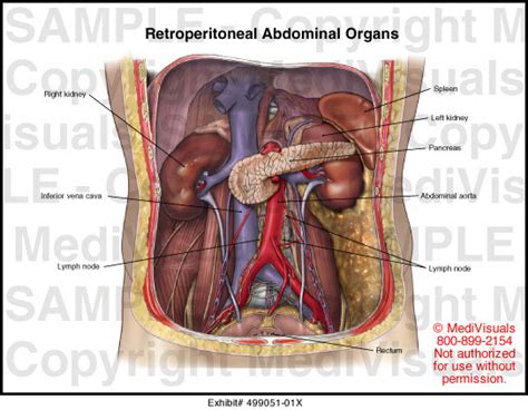 Medivisuals Retroperitoneal Abdominal Organs Medical Illustration