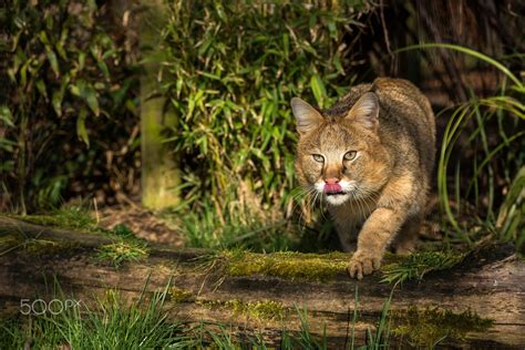 Download 226+ Mammals Wild Cats Jungle Cat Coloring Pages PNG PDF File