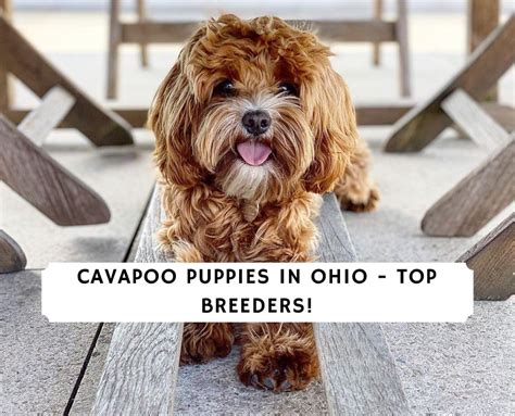 This adorable mix between a cavalier king charles spaniel and a these adorable pups make amazing family pets, as they're outgoing and adore attention. Cavapoo Puppies in Ohio - Top 4 Breeders! (2021) We Love ...