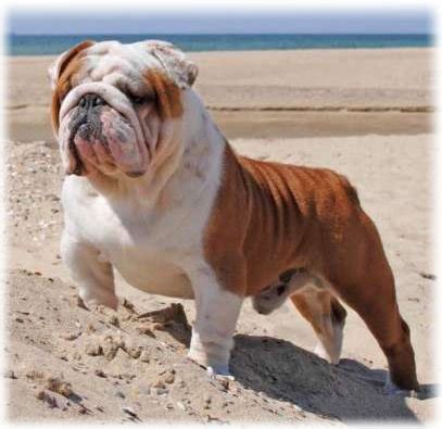 What do english bulldog puppies weigh at. English Bulldog: Read About Characteristics, Appearance, Pictures - Petsinhouse