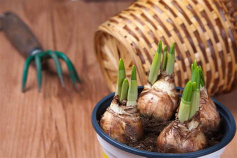The flower grows at the start of summer with leafless stems. Planting Bulbs: How to Grow Plants from Bulbs