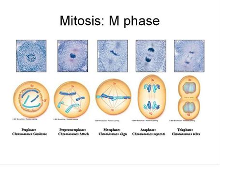 Pin By Anna J On College Mitosis Cell Cycle Cell Biology
