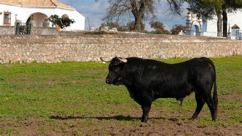 Spanish bulls are ending up on dinner plates instead of bullrings — Quartz