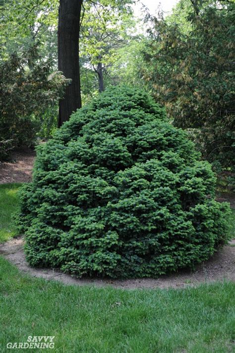 Dwarf Evergreen Trees 15 Extraordinary Selection Options For The