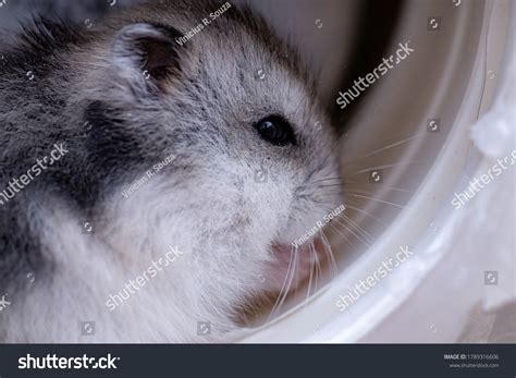 Campbells Dwarf Hamster Species Phodopus Campbelli Foto Stock Shutterstock