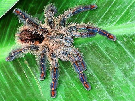 We did not find results for: Ybyrapora diversipes (C. L. Koch 1842), subadult female ...