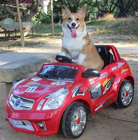 Going For A Car Race Funny Dog Picture Dog Breeders Guide