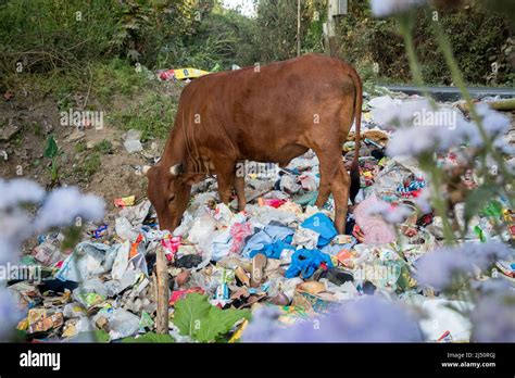 Uttarakhand India April 2nd 2022 Cows Eating Garbage Full Of
