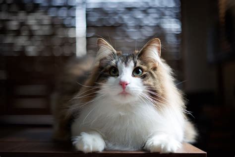 Norwegian Forest Cat The 17 Best Cat Breeds For First Time Owners