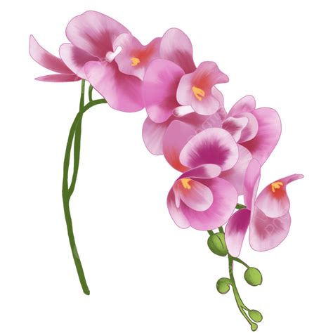 Exotic Orchid Clipart Png Vector Psd And Clipart With Transparent