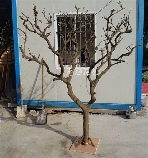 76 Amazing Branches Dried Tree Decor Ideas Homedecordiydesign