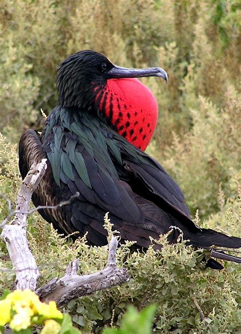 Magnificent Frigate Bird All Birds Birds Of Prey Frigatebird