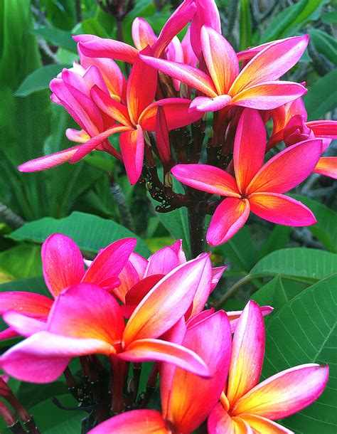 Easy To Grow Fragrant Tropical Flowers Dengarden