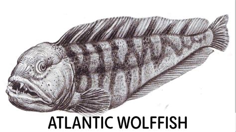 How To Draw Atlantic Wolfish Youtube