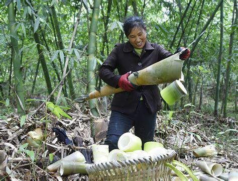 In Pics Farmers Harvest Bamboo Shoots In Sw Chinas Chongqing 4 Peoples Daily Online