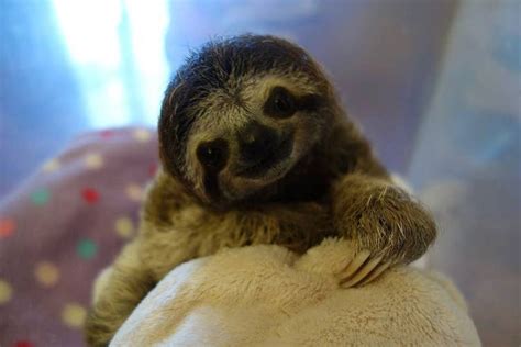 Hardcoreaww is for cute & dangerous animals that would kill you if they had the chance! Meet Lunita, The Cutest Baby Sloth On Planet Earth in 2020 ...