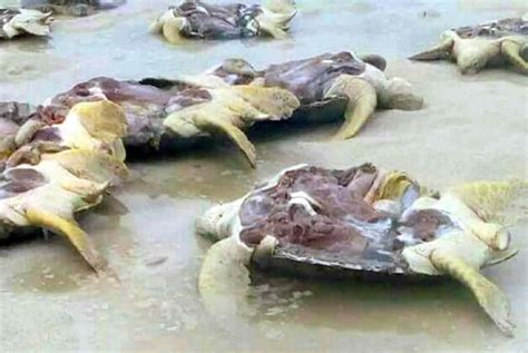 Come Up With Alternative Food Source In Exchange Of Turtle Meat Group