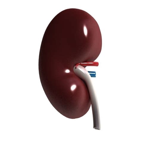 Human Kidneys 3d Model Max Obj 3ds Fbx