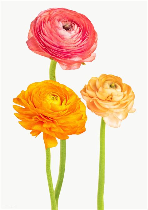 Colorful Ranunculus Flower Transparent Png Free Image By Rawpixel Com