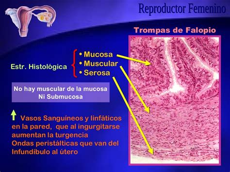 Aparato Reproductor Femenino Anatomía Microscópica Ii Histología