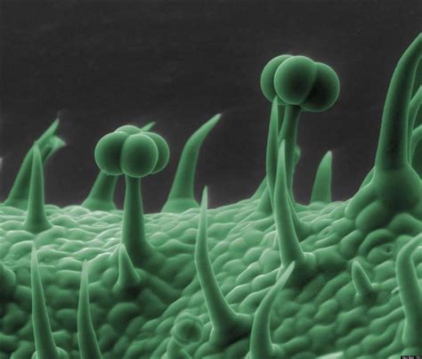 Electron Microscope Photos Show Spider Skin Coffee Dandelions Tomato