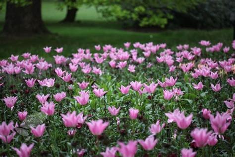 Buy Lily Flowered Tulip Bulbs Tulipa China Pink £299 Delivery By Crocus