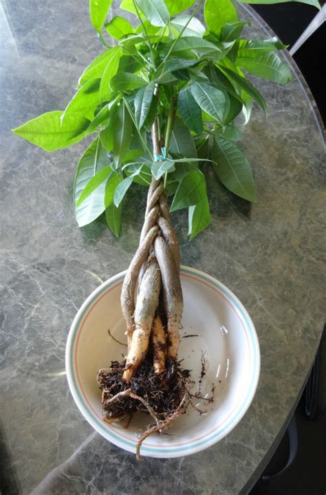 But we all know that money doesn't grow on trees… right? New to Plants - Money Tree