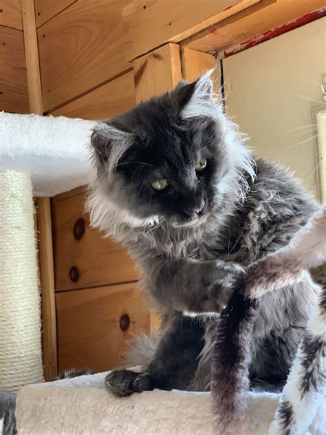 Find maine coon in cats & kittens for rehoming | find cats and kittens locally for sale or adoption in ontario : Maine Coon Kittens - MAINE COONS VERMONT