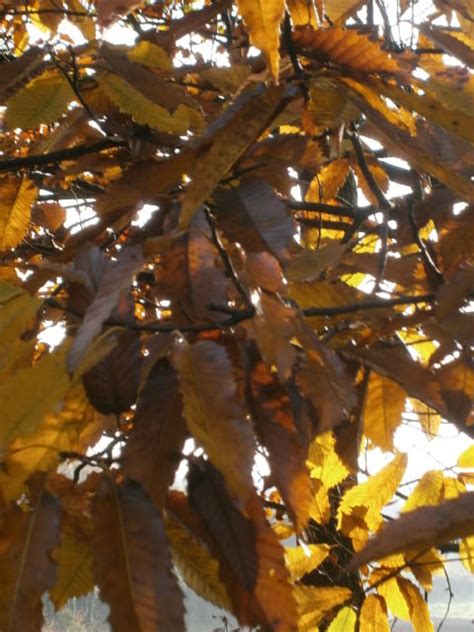 Des Feuilles Dautomne Autumn Leaves Rhian Flickr