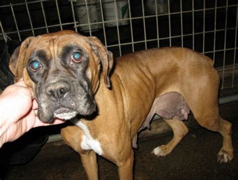 Pet store · clinton hill · 6 tips and reviews. Ohio Breeders on Horrible 100 List | Puppy mills, Puppies ...