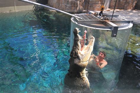 This Darwin Aquarium Lets You Swim With Gigantic Crocodiles Awol