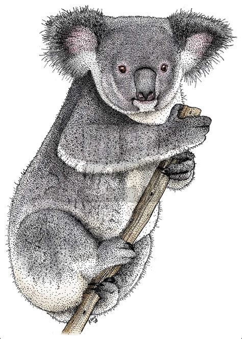 Koala Phascolarctos Cinereus Line Art And Full Color Illustrations