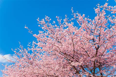 All You Need To Know About Sakura The Japanese Cherry Blossom Trees