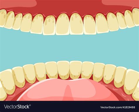 Human Teeth Inside Mouth With Yellow Royalty Free Vector