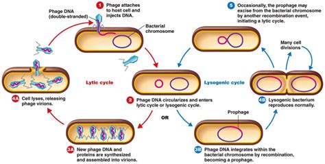 The Viral Life Cycle Microbiology Life Cycles Microbi