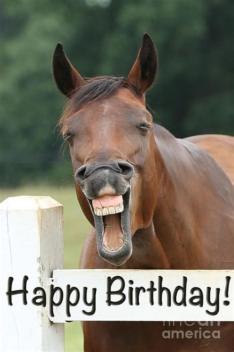 Happy birthday wishes with email and post this animated happy birthday frogs graphic / comment on. Happy birthday smiling horse photograph by jt photodesign ...