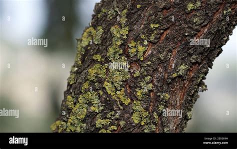 Tree Trunk And Bark During The Fall Green Mold On It Stock Photo Alamy