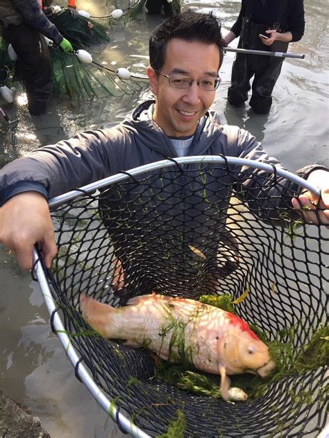 Updated Koi Removed From Vancouver Chinese Garden After Otter