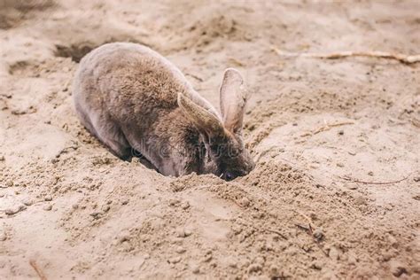 Brown Dwarf Rabbit Digging A Hole In The Ground Stock Photo Image Of