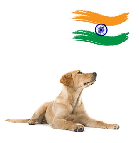 Moving with Pets from Sri Lanka to India • Pet Express ...