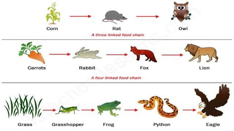 For example, in the meadow ecosystem shown below, there is a grazing food web of plants and animals that provides inputs for a detrital food web of bacteria, . Food web clipart 1 » Clipart Station