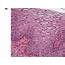 Truth Of The Talisman Epithelial Tissue Flashcards With Pictures