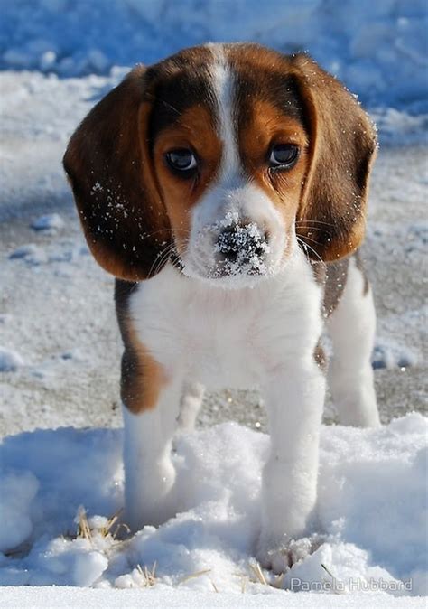 Dogs And Snow A Love Story Cute Overload Babamail